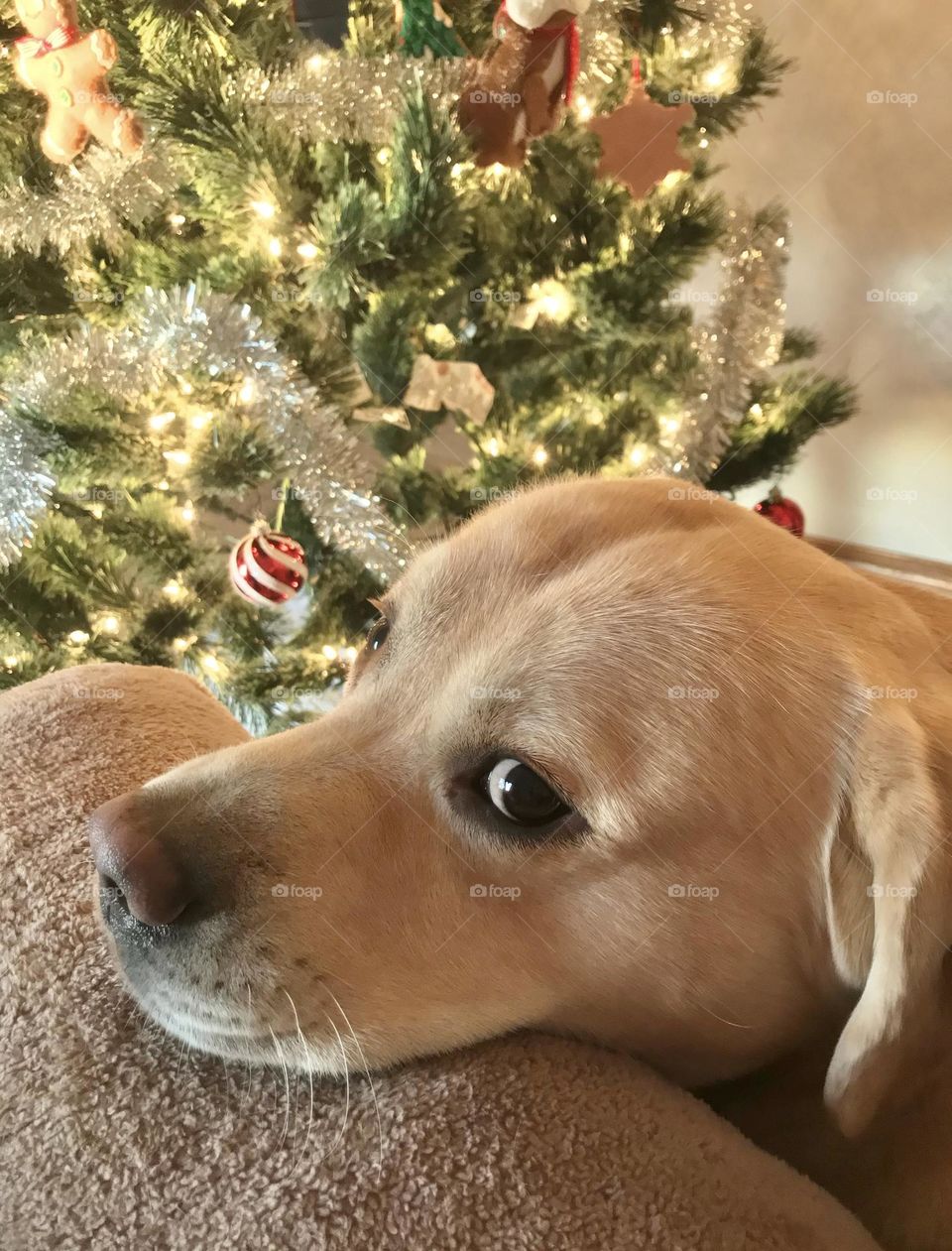 December Christmas tree and yellow lab