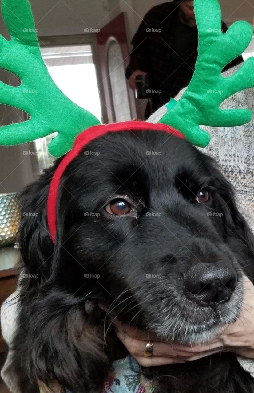 Christmas Reindeer Dog