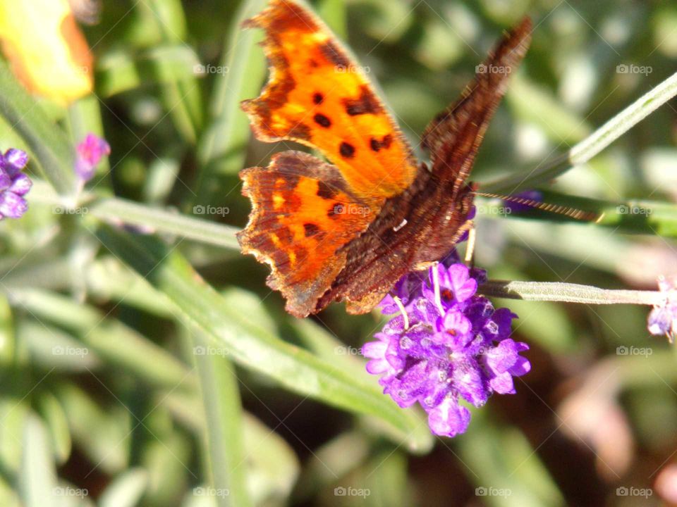 Schmetterling auf einer Lavendelblüte