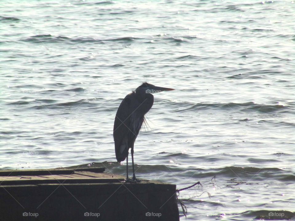 Great blue heron 