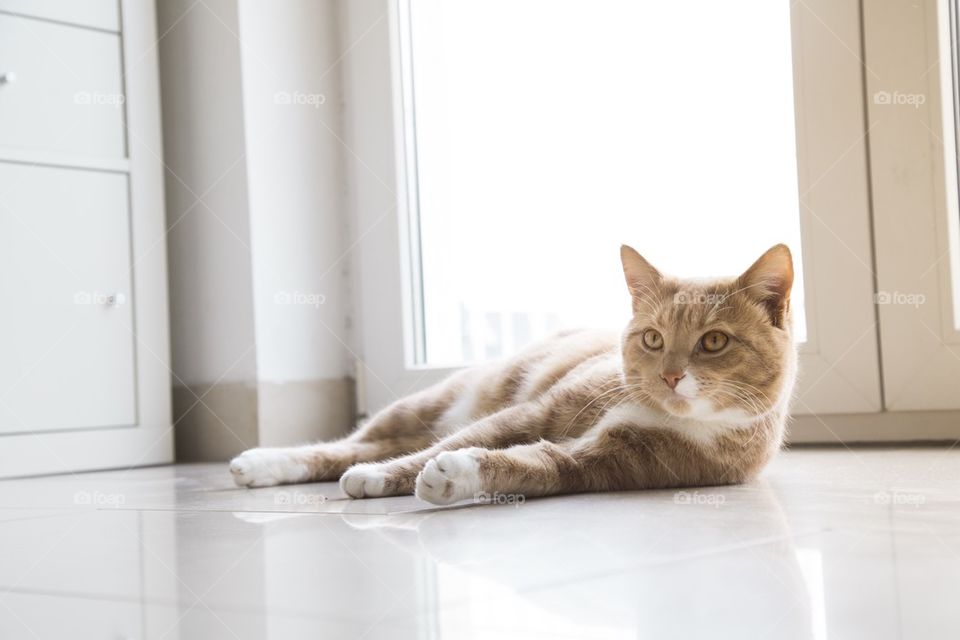 Young Ginger cat on floor at home 