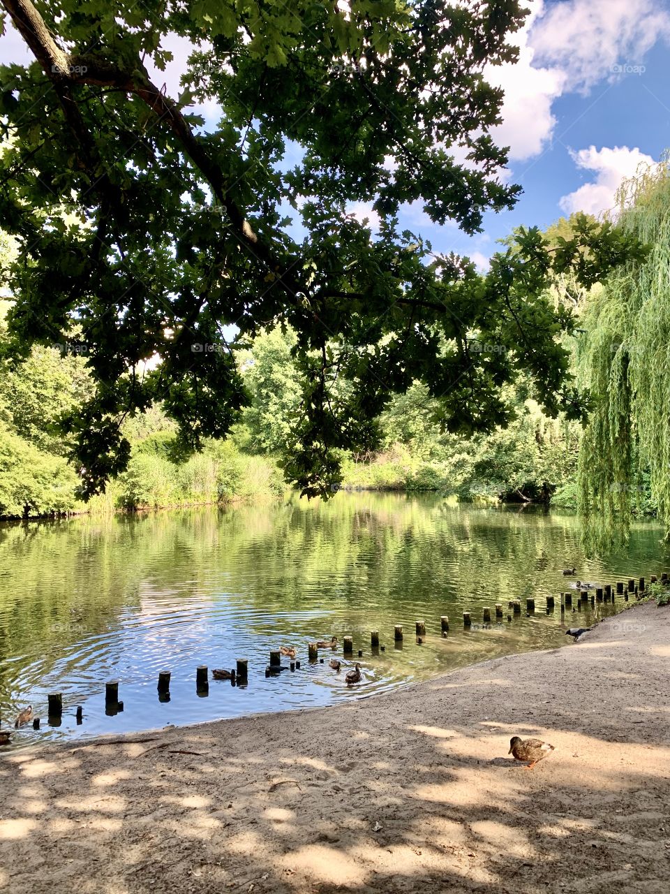 Park view in Berlin with a lake and ducks