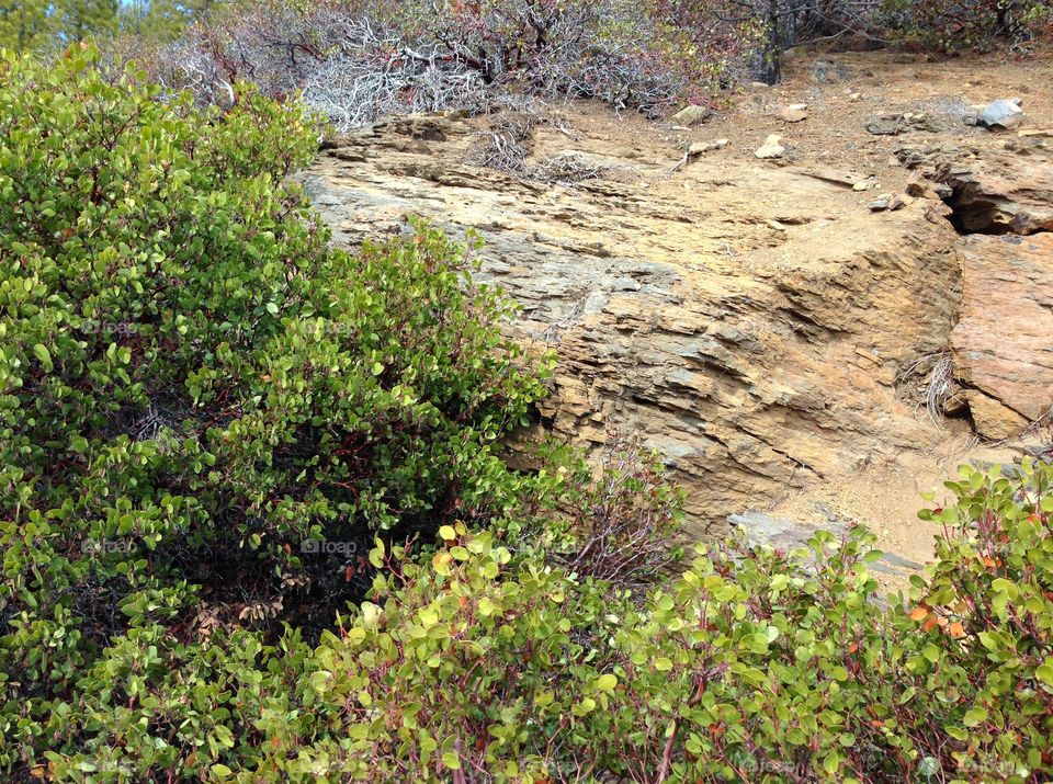 Rough layers of beautiful reddish brown rock and manzanita bushes on a hillside in Central Oregon on a sunny day. 