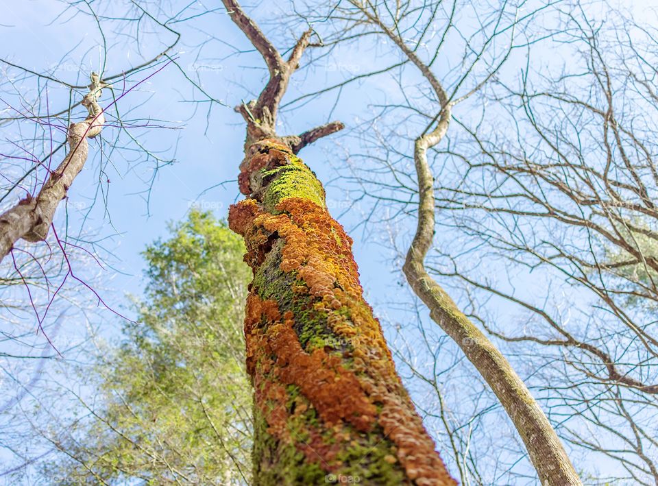 Low angle view looking up a tree in forest covered with fungus and moss