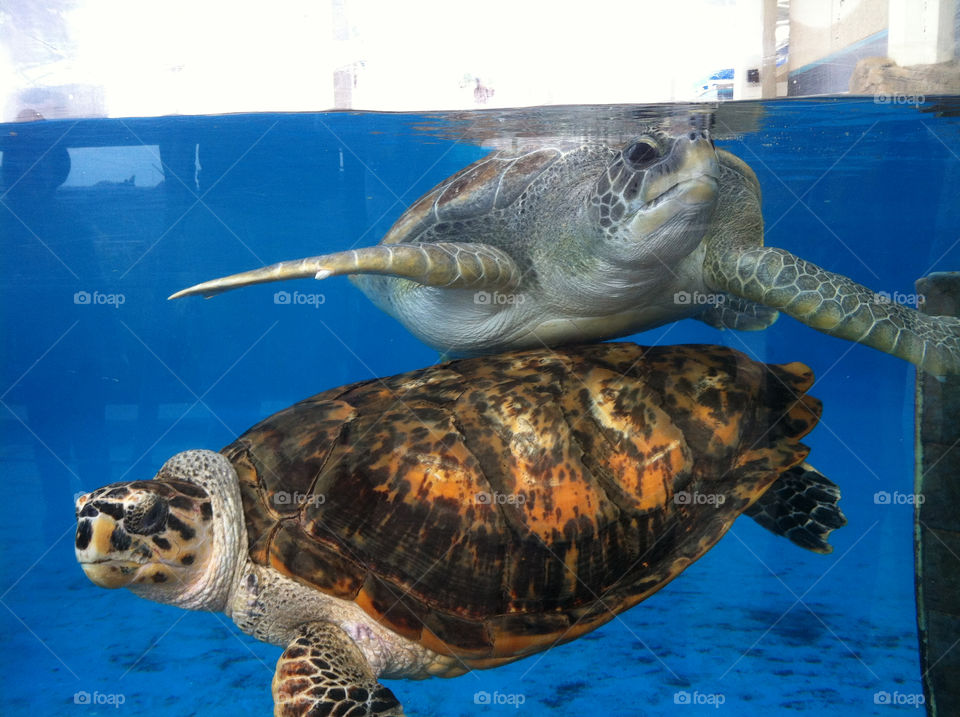 sea animals aquarium turtles by luv2drive