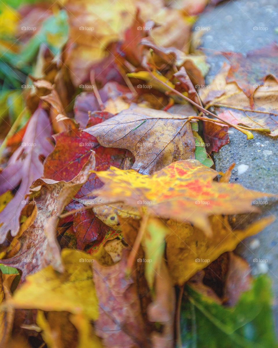 Fall leaves 