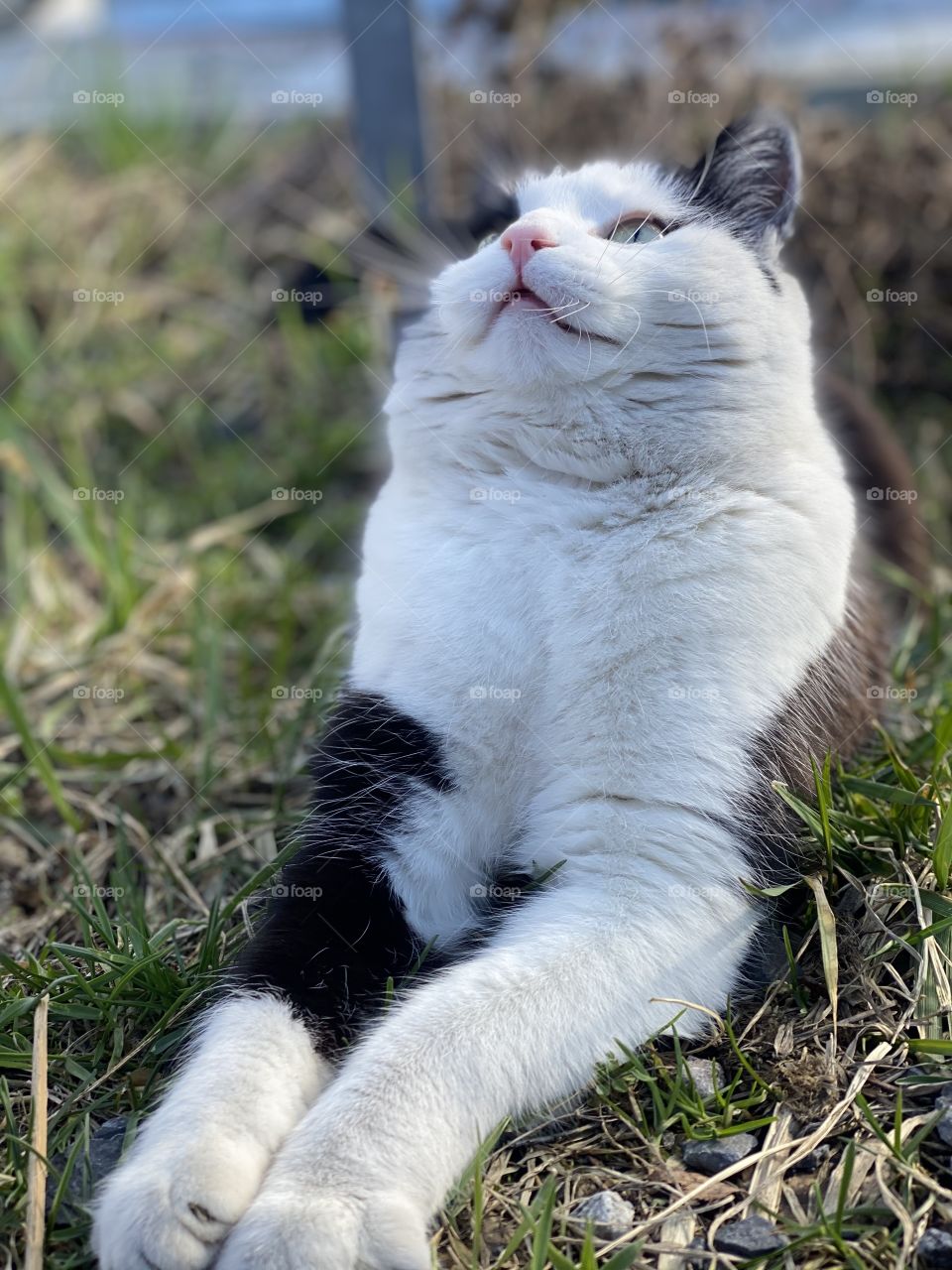 girl playing with a cat black and white cat, cat, cat lying on the ground, pensive cat cat