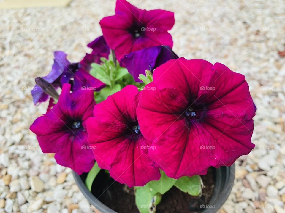 My petunias bloomed in color magenta. Have them in my beautiful little garden. 