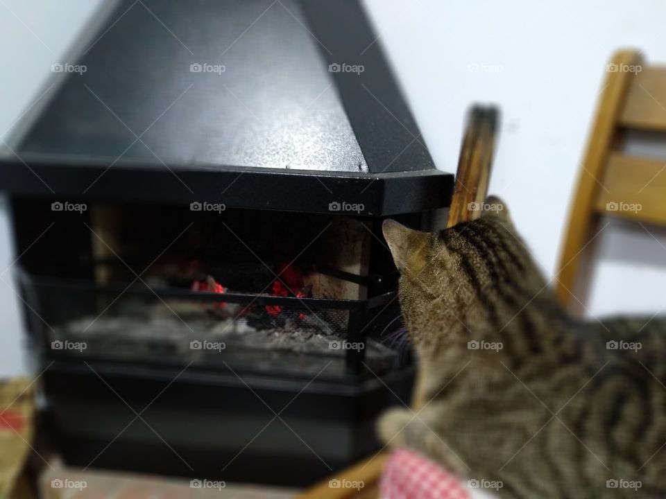 cat looking at fire winter time