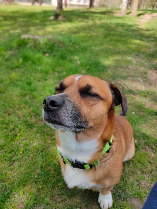 dog
