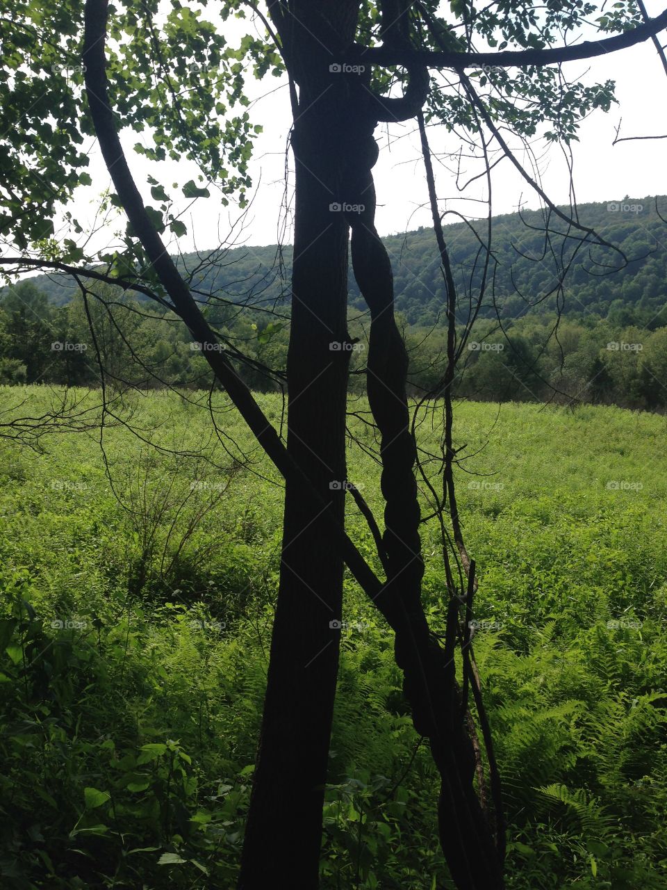 Tree, Wood, Nature, Landscape, No Person