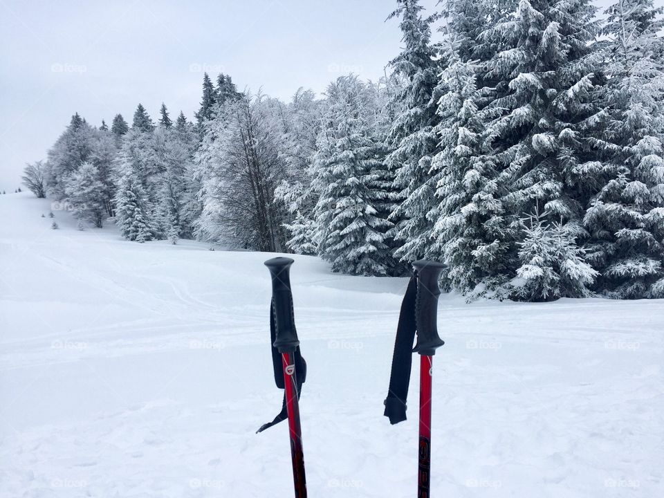 Red ski poles on ski slope with snowy evergreen forest in the background