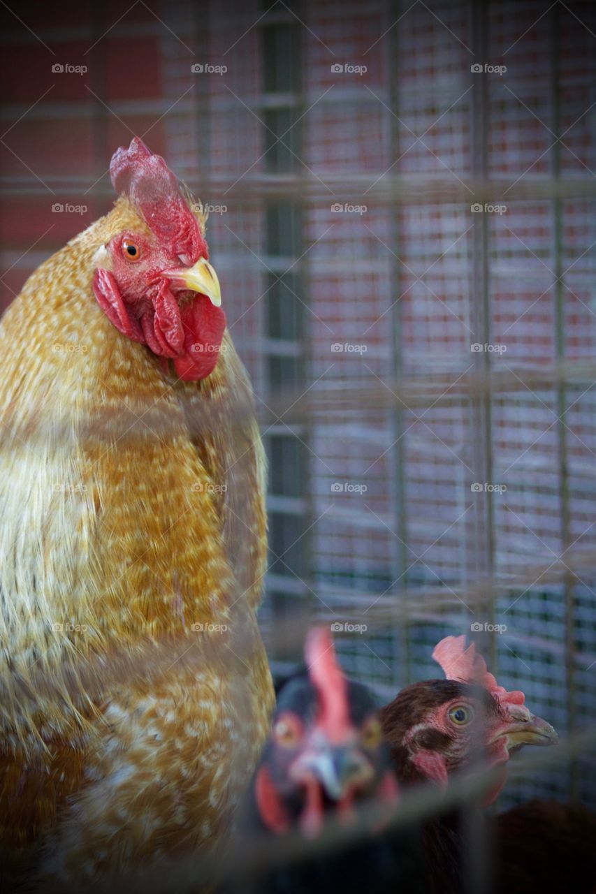 A rooster and hens in a chicken coop enclosure