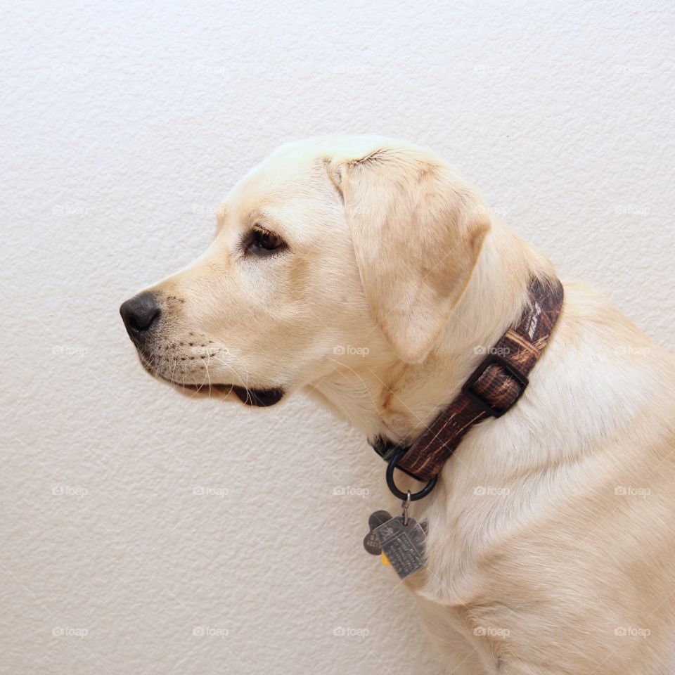 Yellow Labrador 