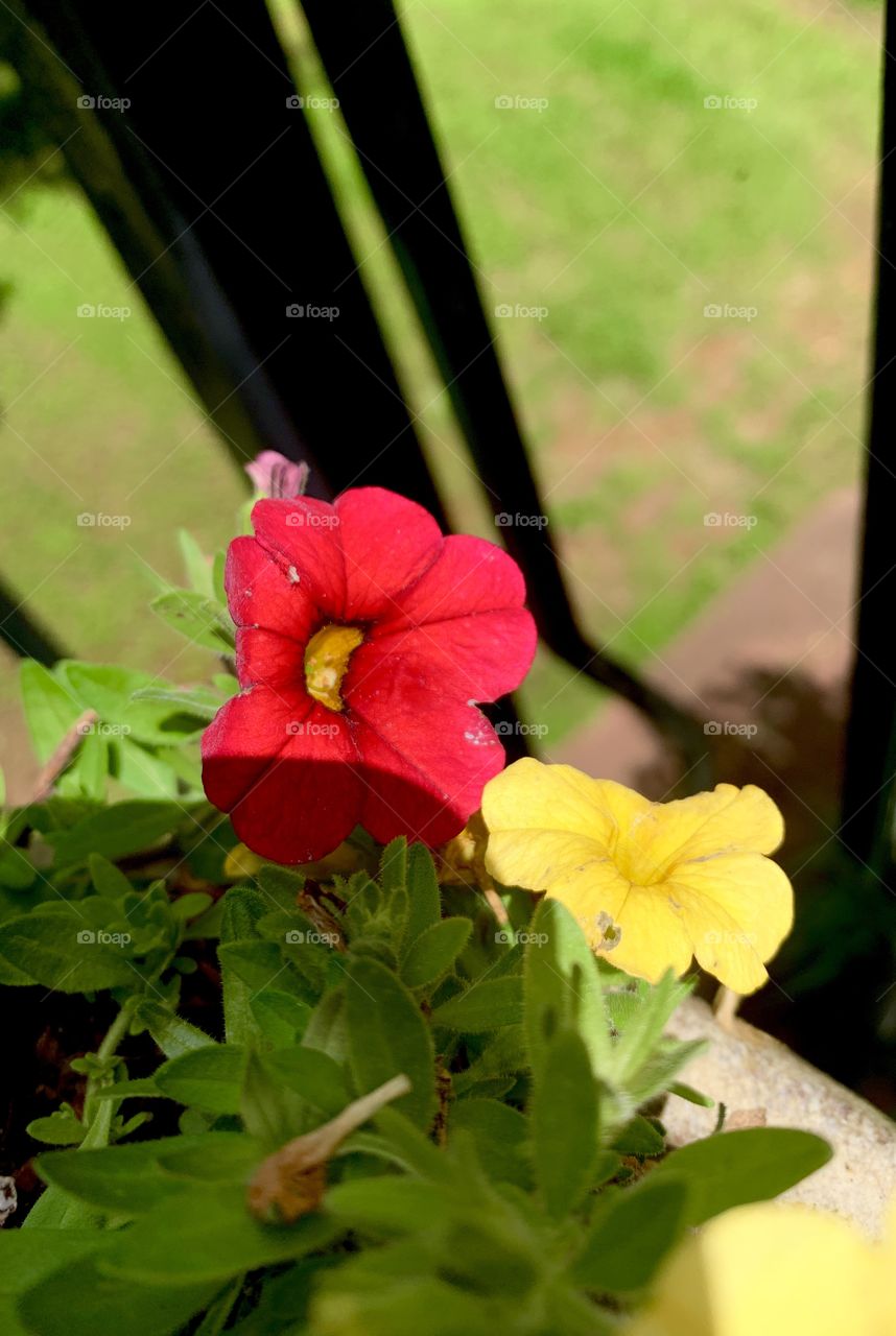 A pretty red flower and a pretty yellow flower 