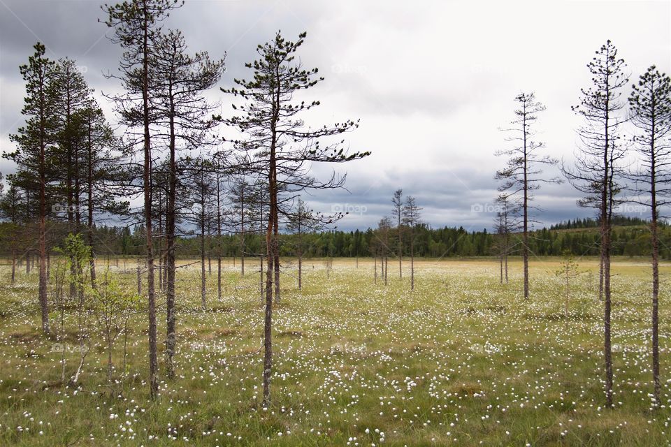 Scenic view of landscape