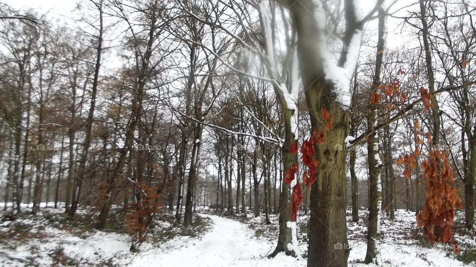 Winter, Snow, Tree, Wood, Season