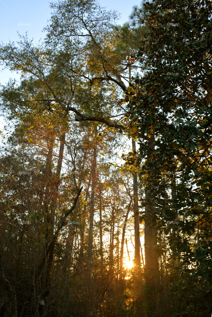 A Forest in every season! The forest's smell was fresh and organic! You could hear rustling as the wildlife scattered as the twigs were crunching under my feet. The trees were the towers of the forest. There are forests for all four seasons which display their own individual characteristics!