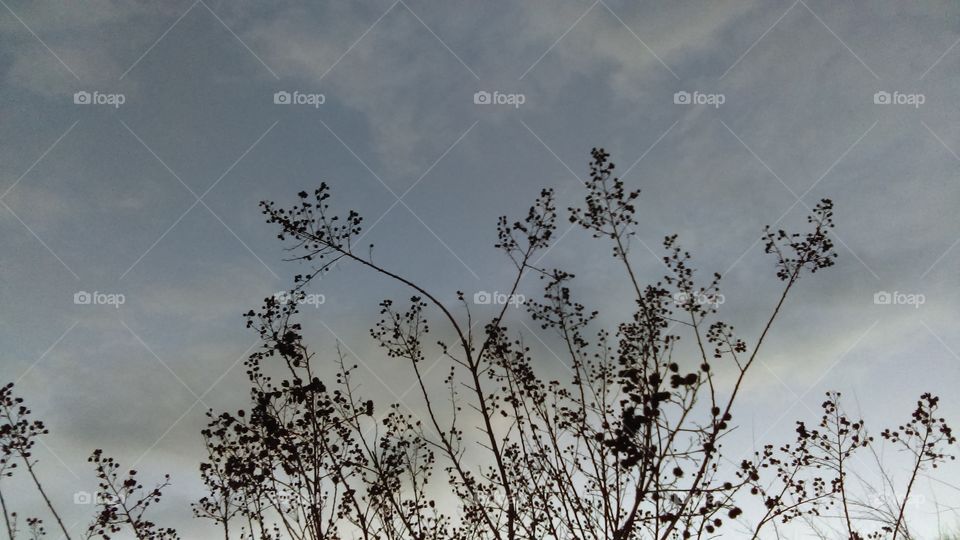 Crepe myrtle against blue-gray clouds