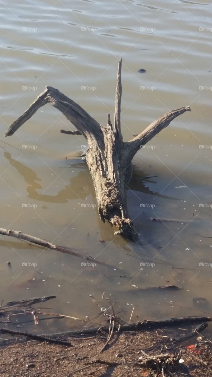 Drift wood