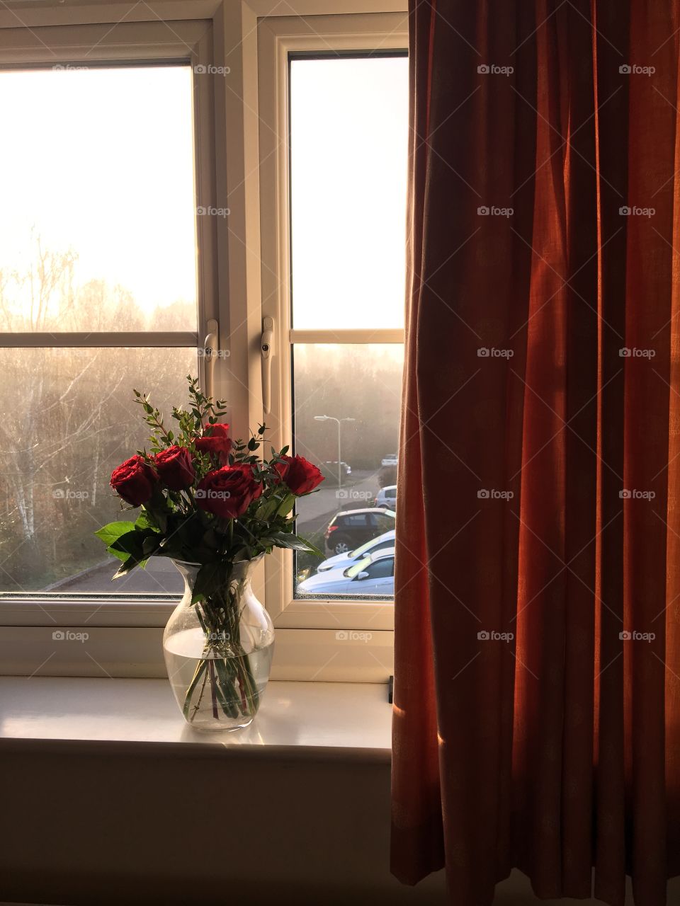 Red roses in the golden hour 