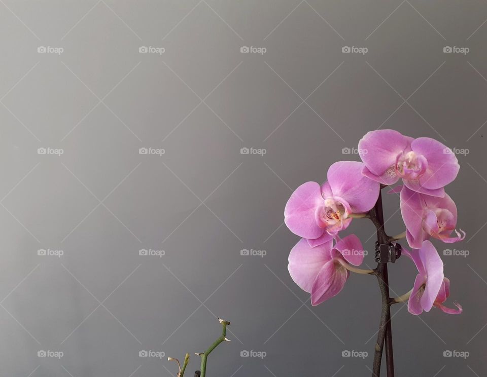 pink orchid