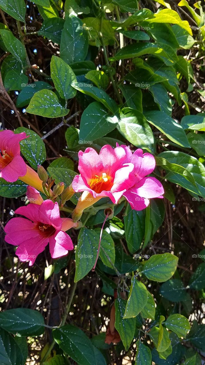 trumpet flowers in landscaping
