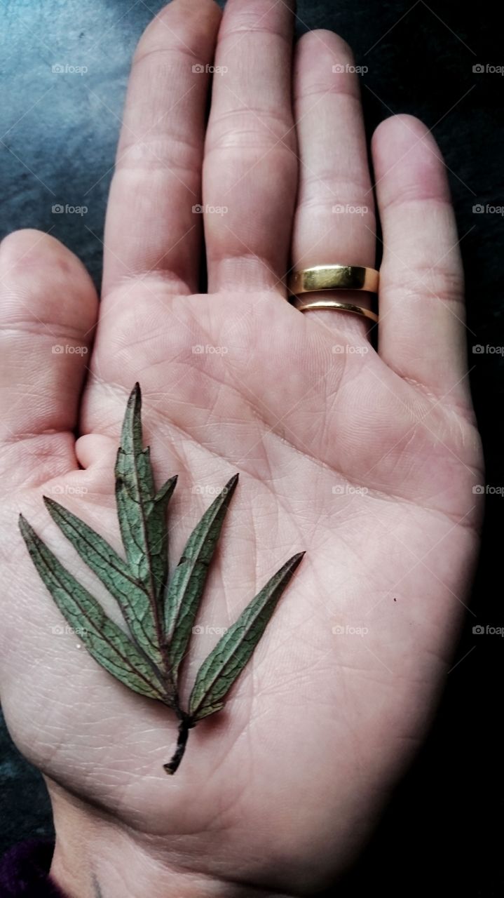 Leaves are the hands of a tre