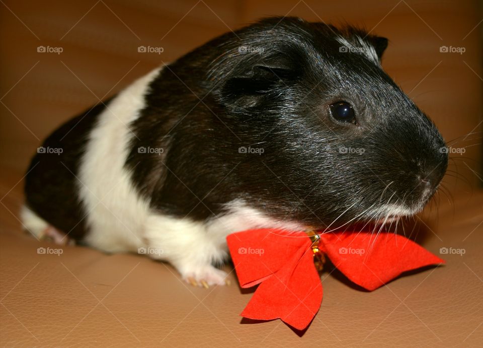 Dressed up guinea pig with red bow