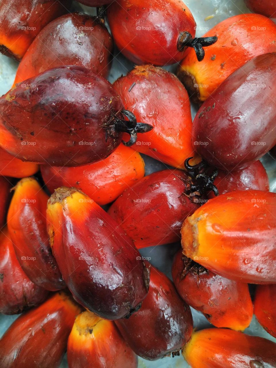 The color of the fruits of the oil palm is very amazing.