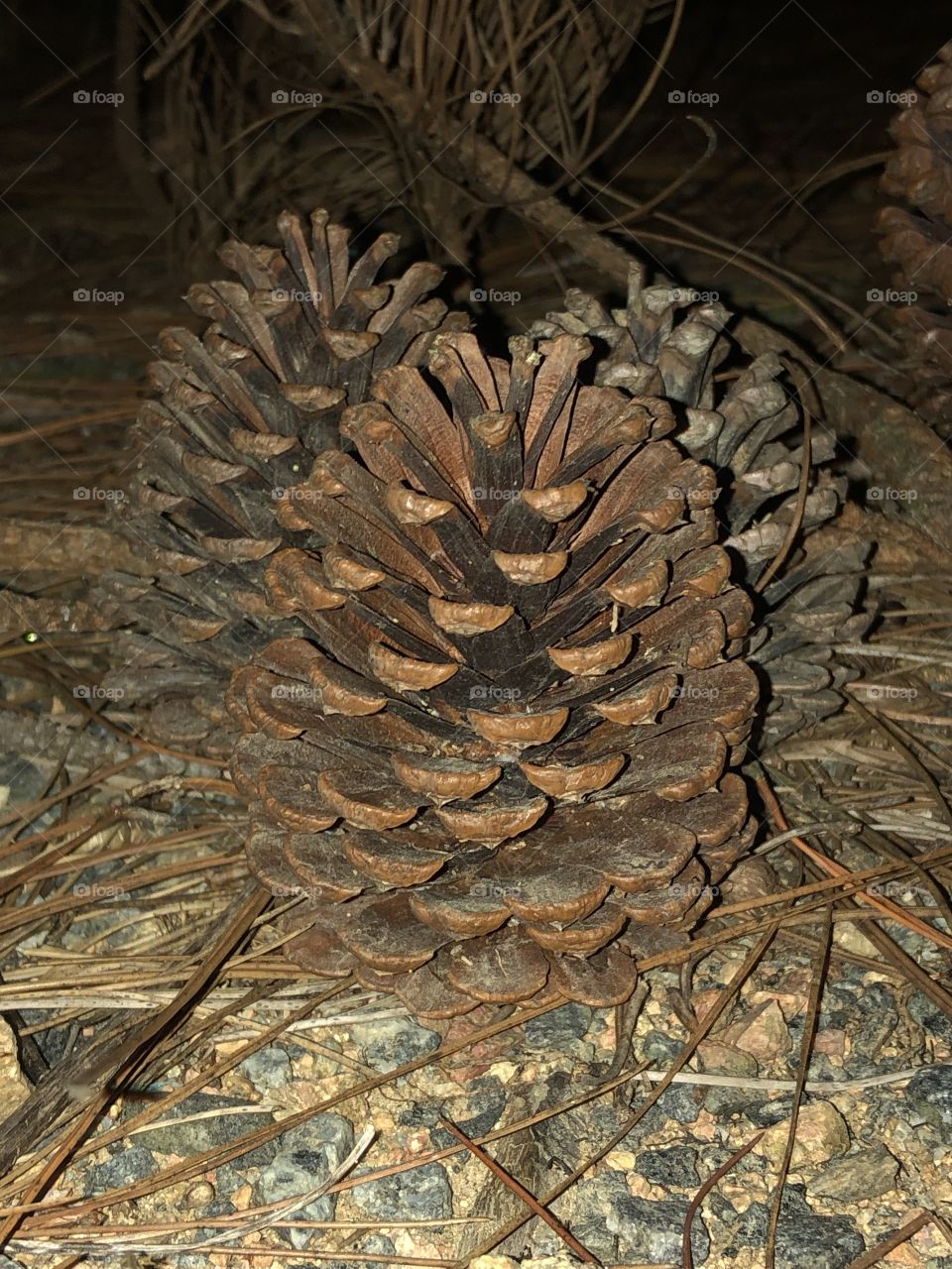 pine cones