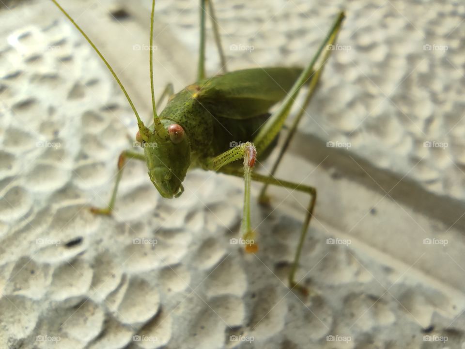 Grasshopper eating grass close up