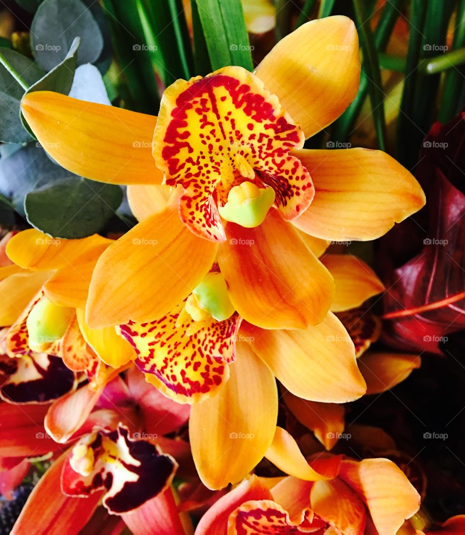 Orchids in autumn colors