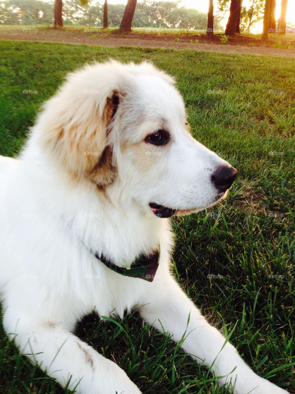 Summer Pets - a Great Pyrenees wearing a bandana and laying in the grass at sunset, looking off into the distance