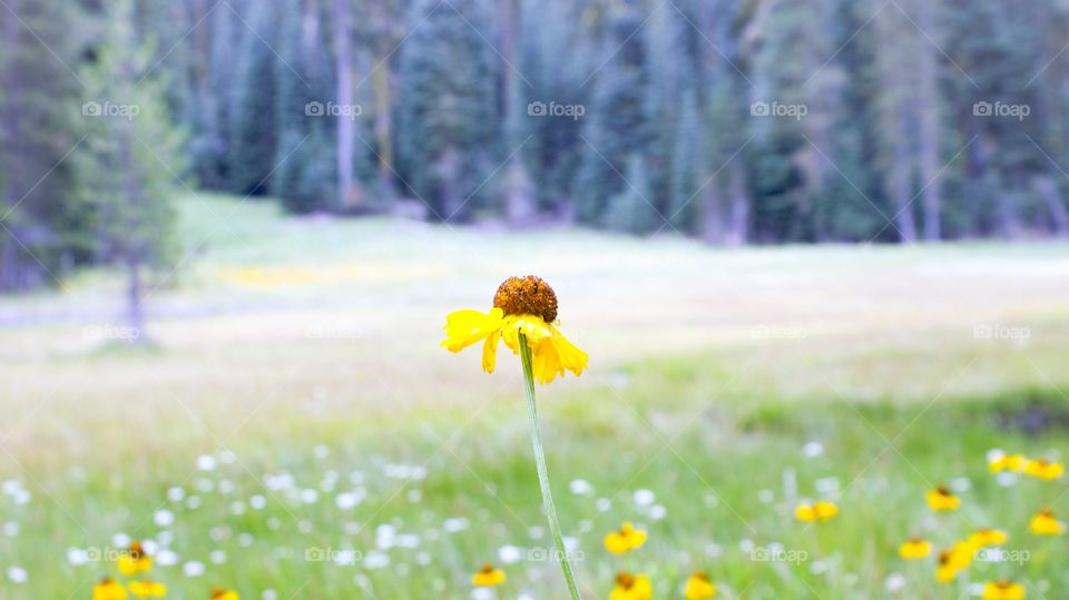 Flower in meadow
