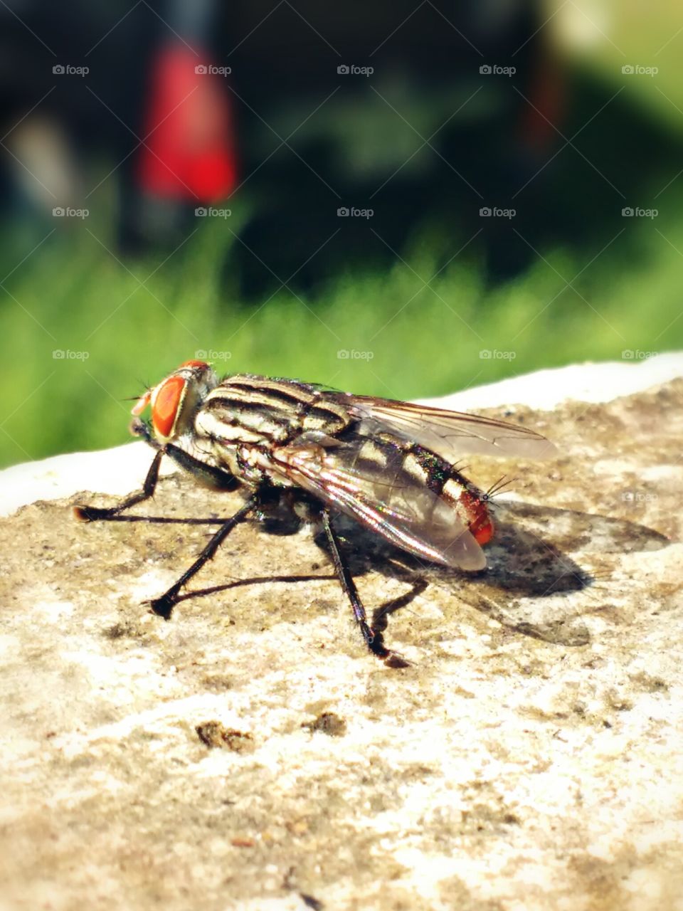 fly