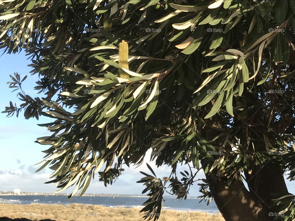 View of the Conifer Tree at St Kilda Beach Melbourne Australia 