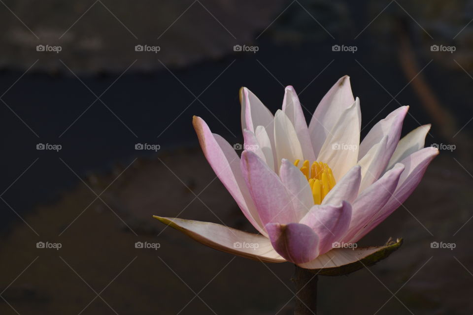light pink coloured lotus flower