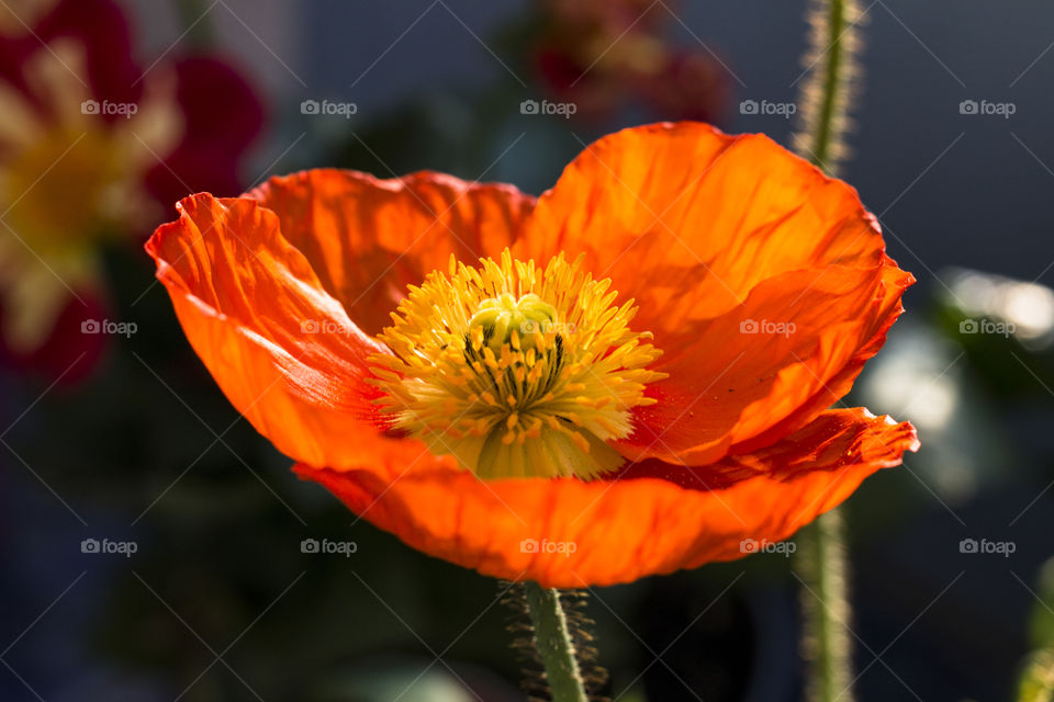 Orange Poppy Flower