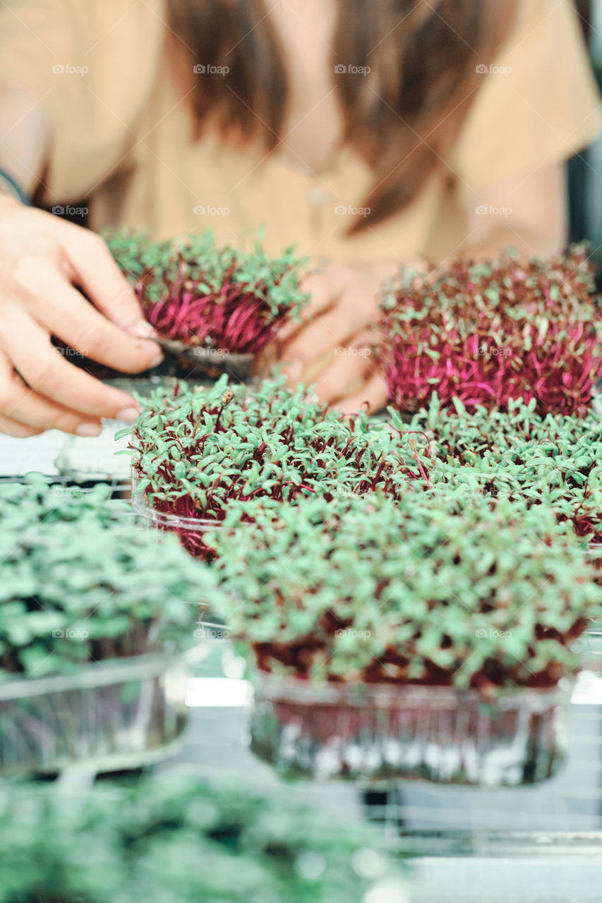 Girl in yellow dress harvesting  a microgreen