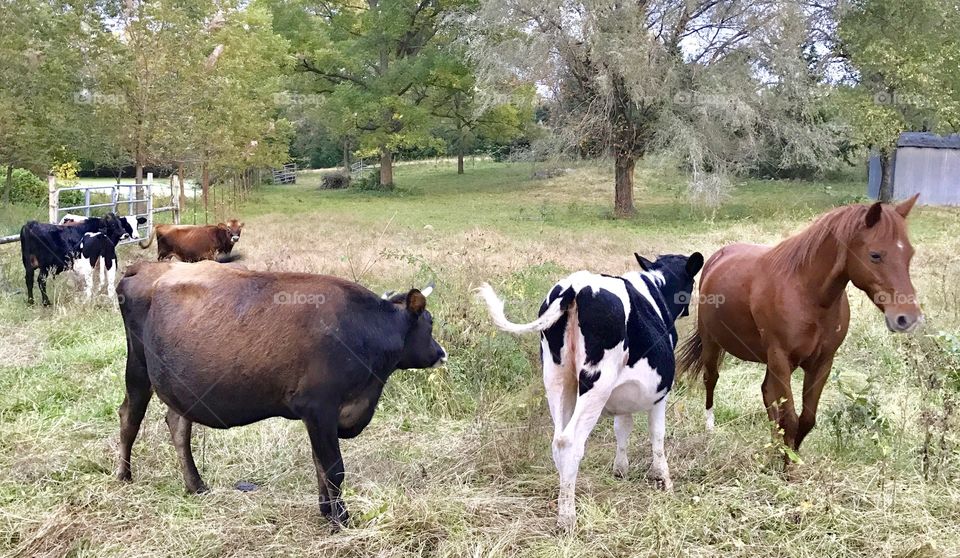 Pasture Buddies, Horse, Cow, Cattle