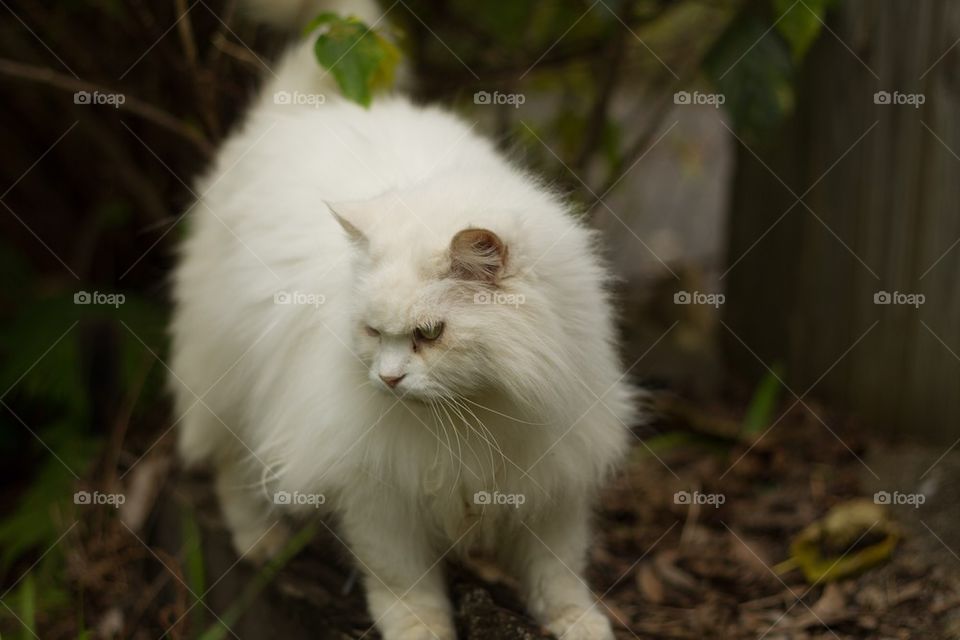 White cat in the garden