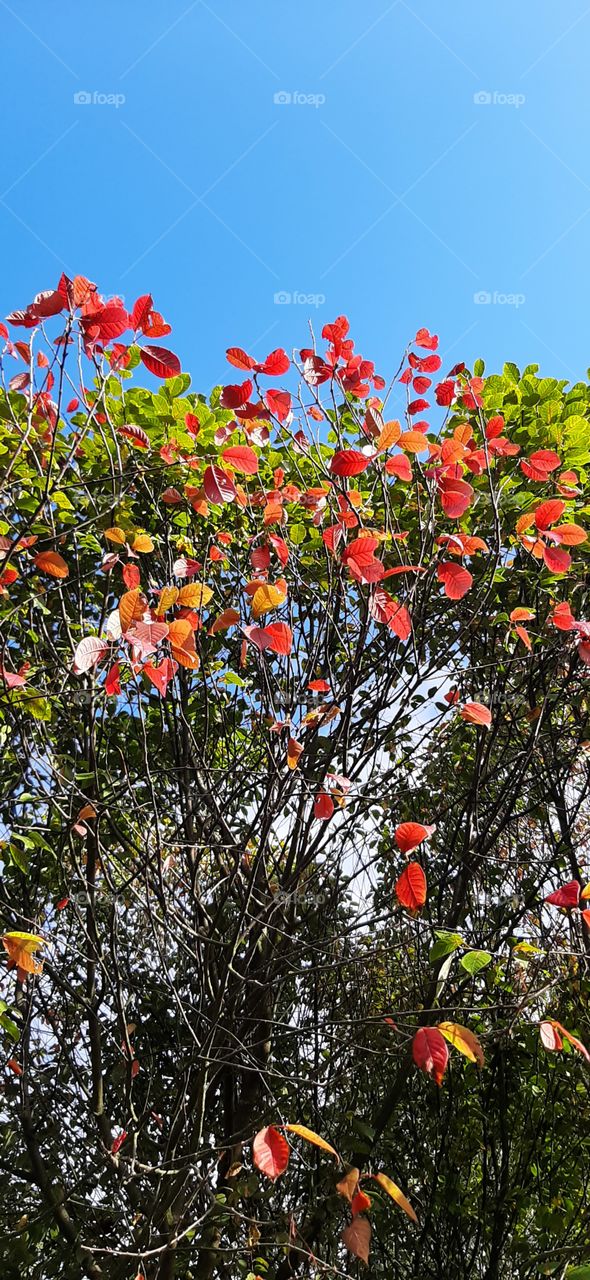 Осенняя   природа