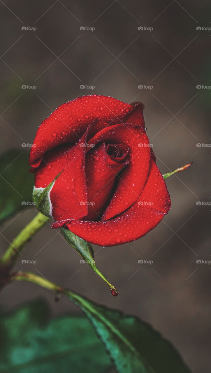 red rose after rain