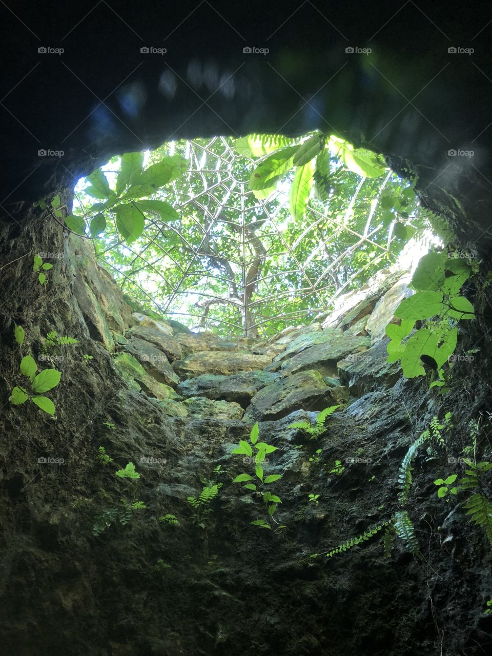 Porthole view from inside a Cenote in Mexico. Light filtered through lush green rain forest canopy.
