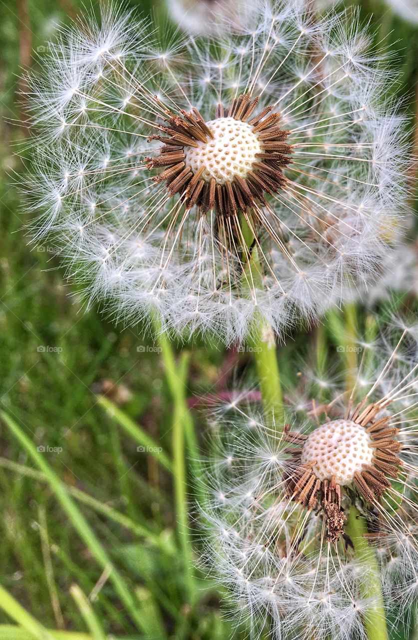 Dandelions 