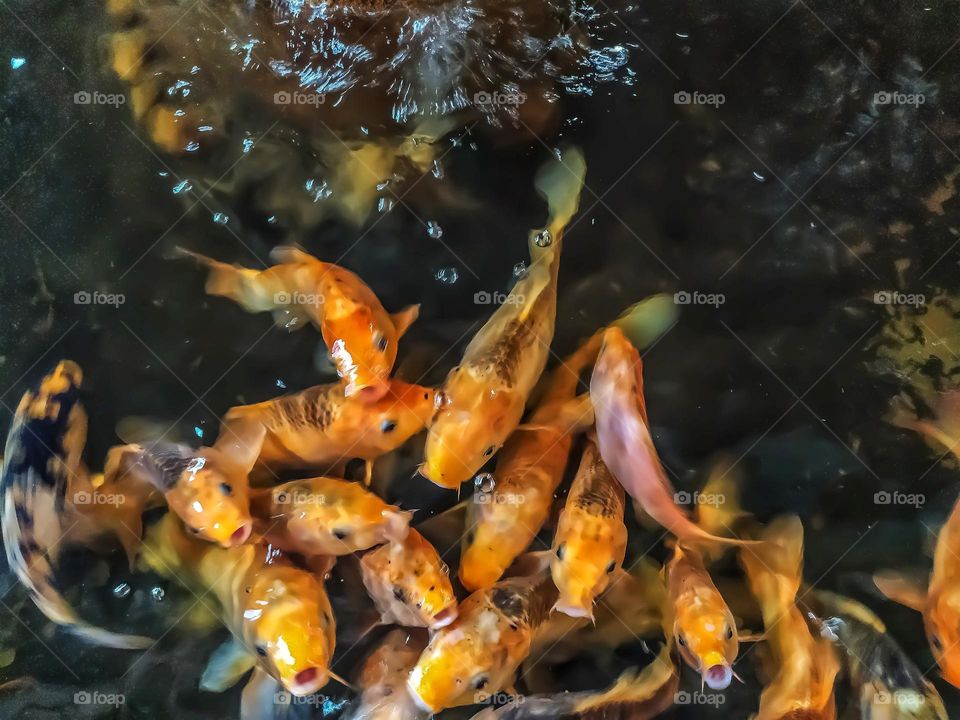 Goldfish are eating. A popular aquarium fish