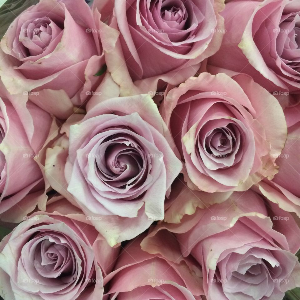 High angle view of rose