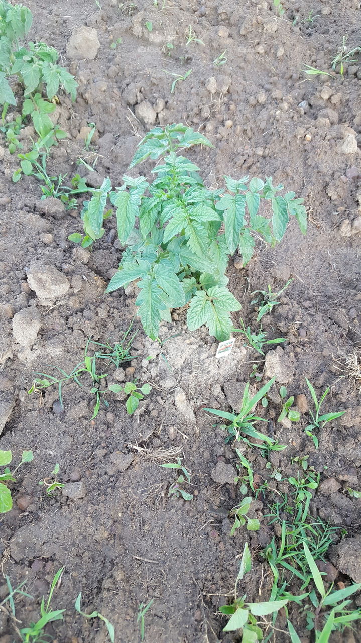 Tomato Plant 5/2/17