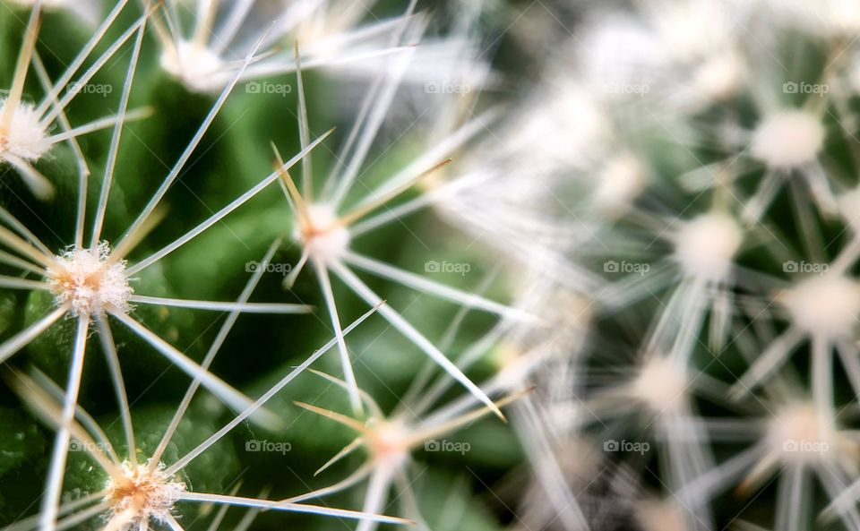 Close up of the white needles and pins against the green of a cactus 